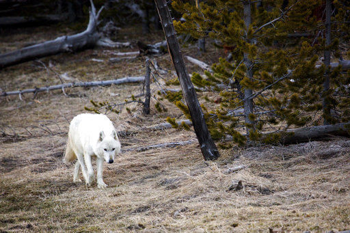 White wolf